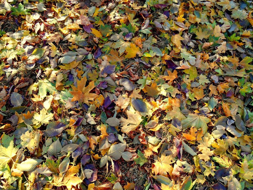 Free Image of Autumn Leaves  