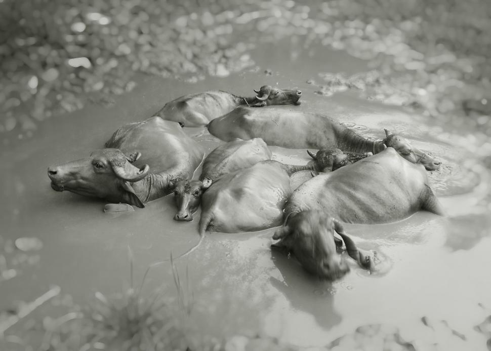 Free Image of Buffalo in a mud 