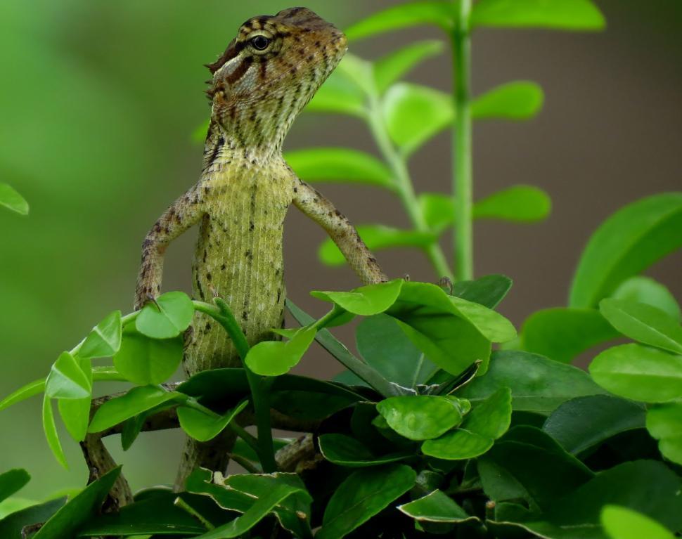 Free Image of Peeking Lizard  