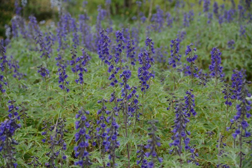 Free Image of Flower Field  