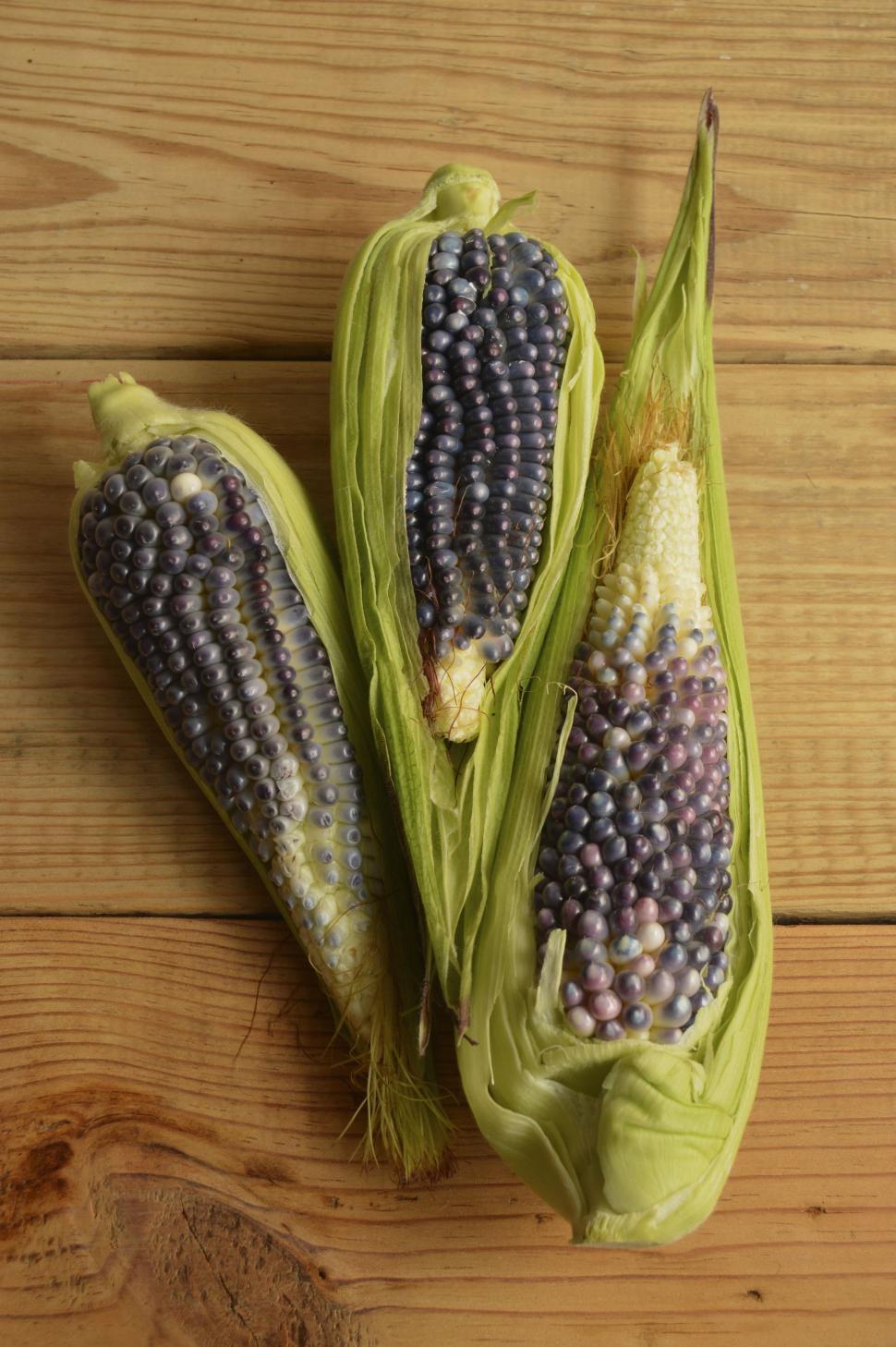 unusual blue corn