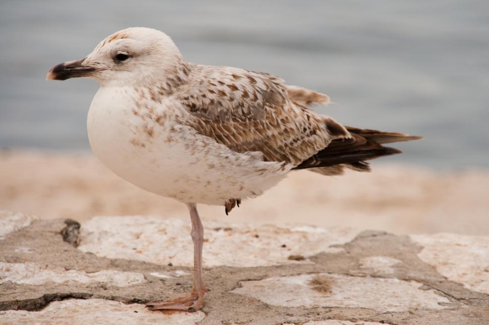 Free Image of Seagull 