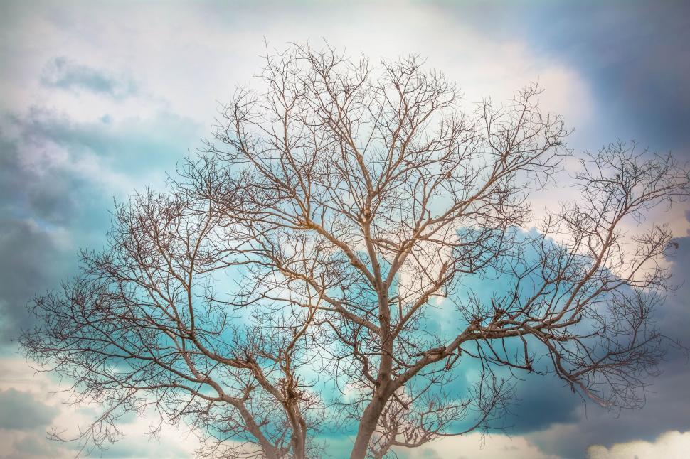 Free Image of Bare Tree And Sky  