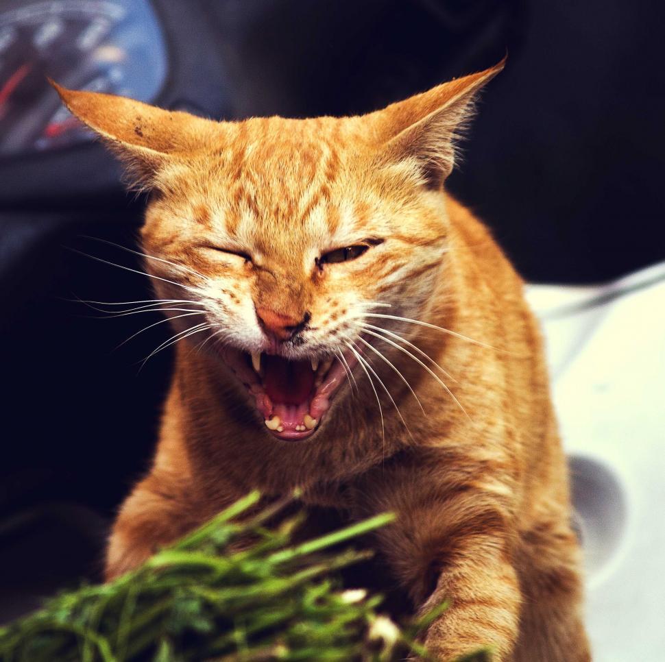 Free Photos  An angry cat