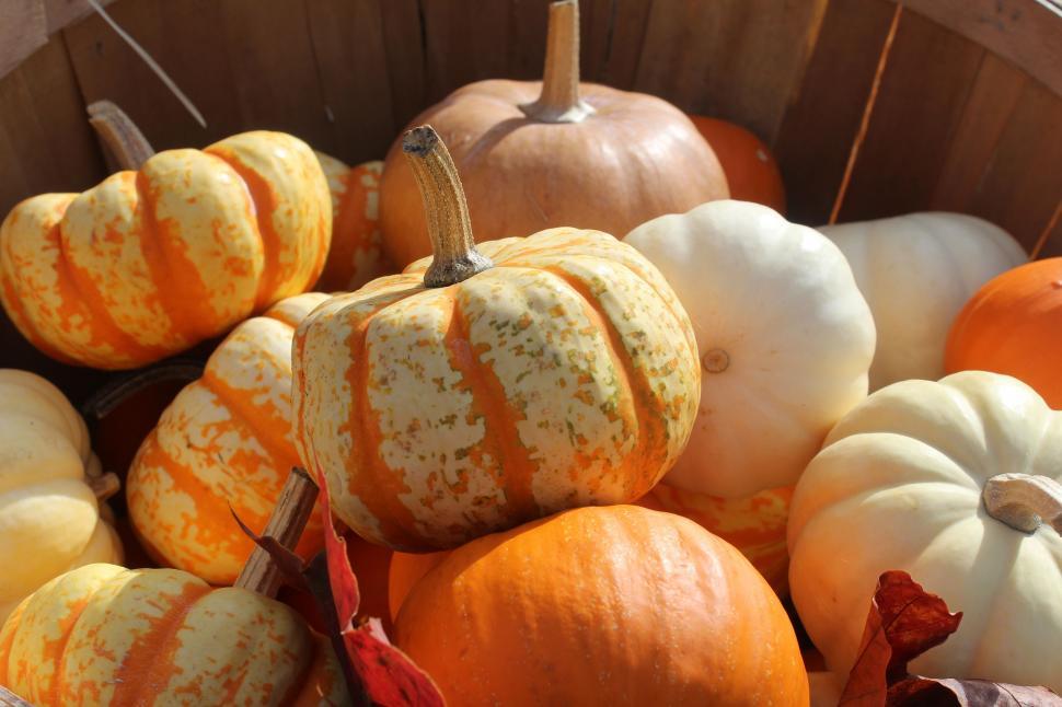 Free Image of Orange Pumpkins 