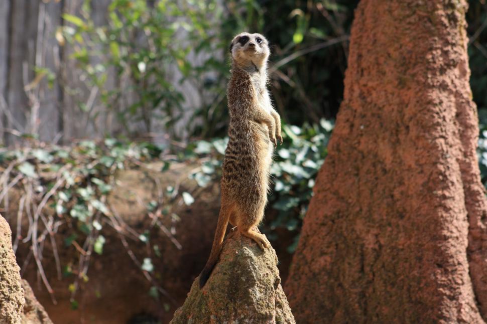 Free Image of Meerkat standing 
