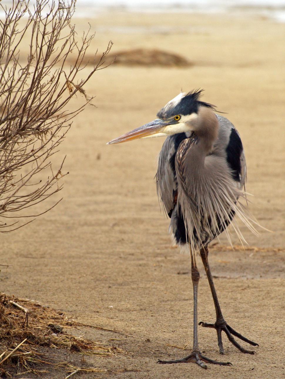 Free Image of Great blue heron 