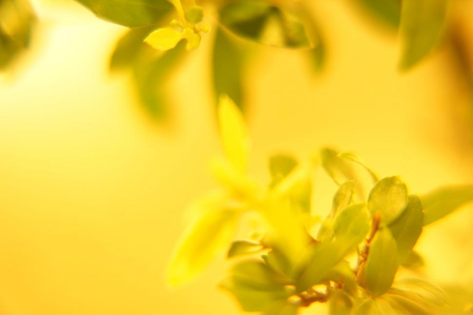 Free Stock Photo of Yellow Light on Leaves Download Free Images and