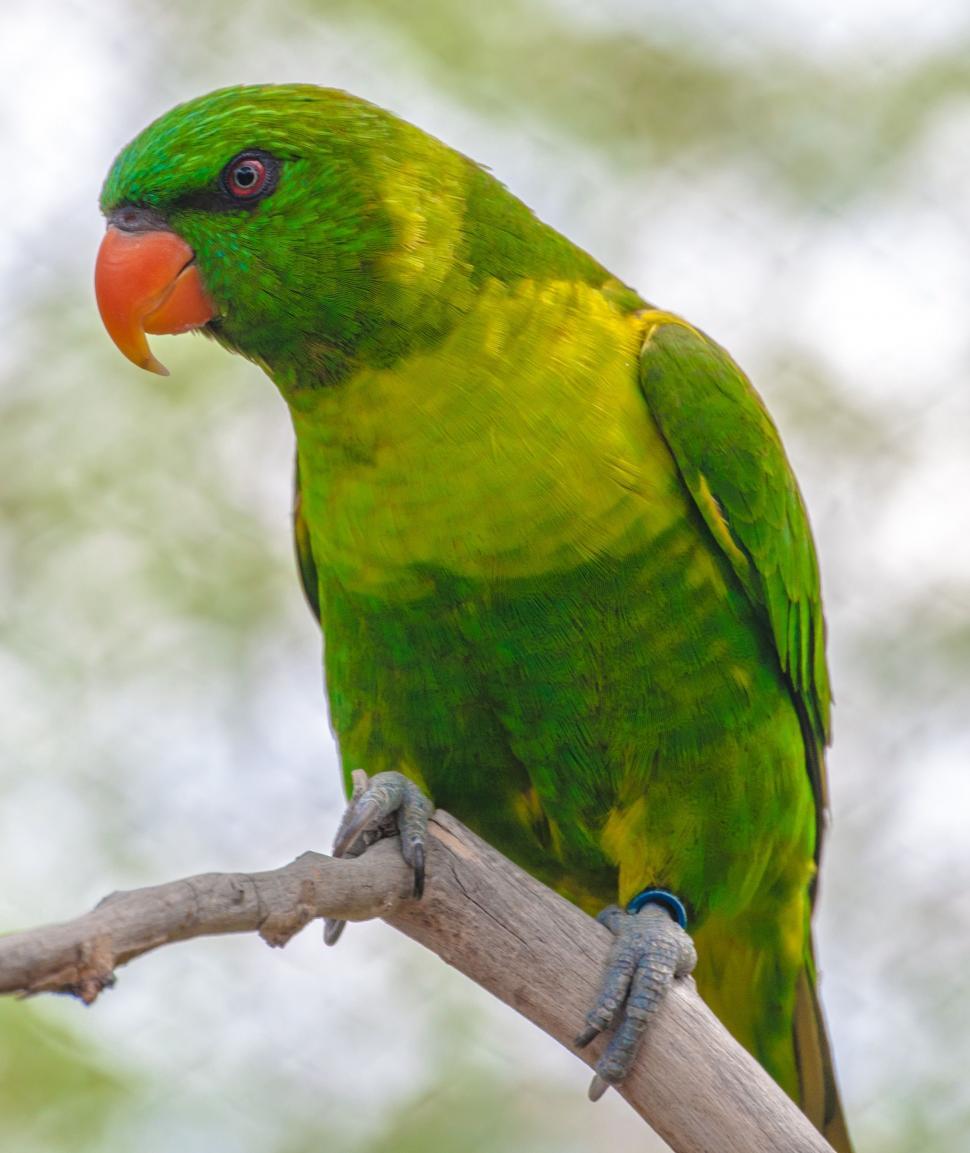 green parrot sitting on tree