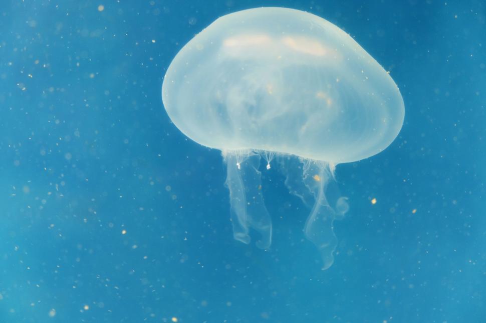 Free Stock Photo of White jellyfish | Download Free Images and Free Illustrations