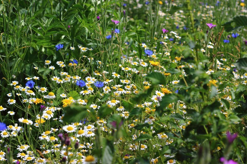 Free Stock Photo of Wild flowers | Download Free Images and Free ...