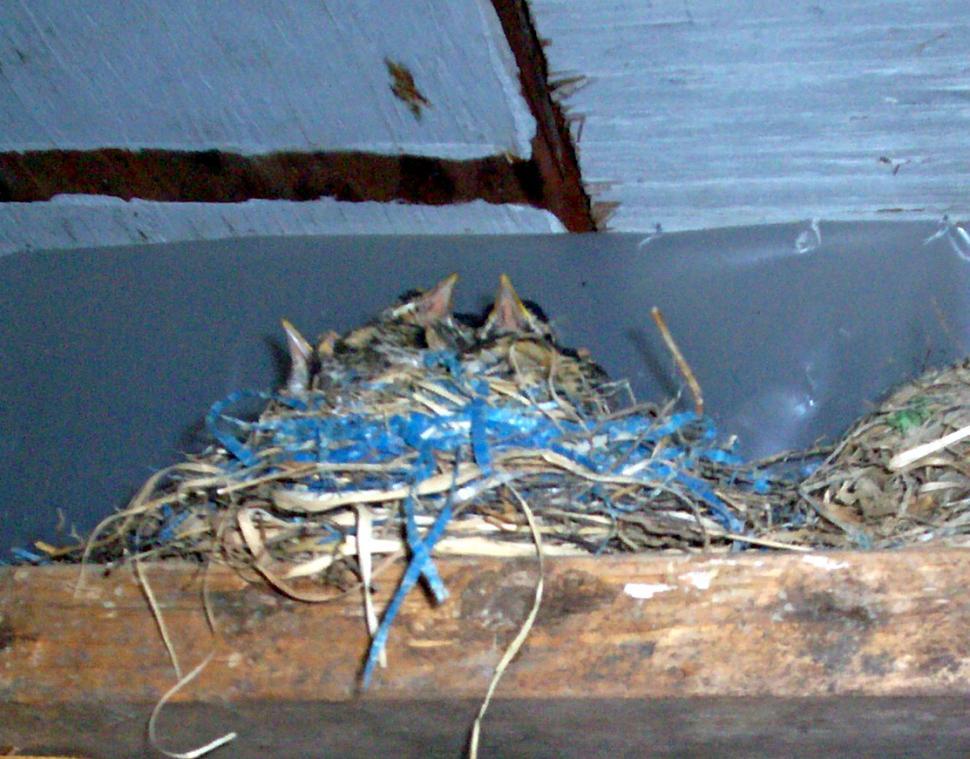 Free Image of Robins waiting for breakfast 