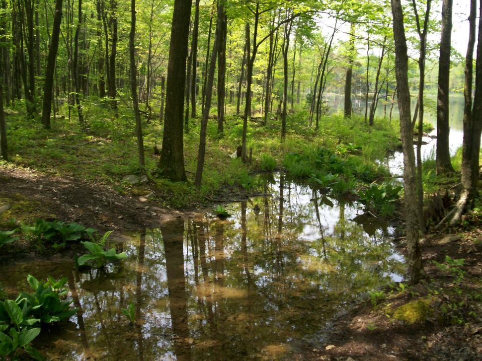 Free Image of Wetlands 