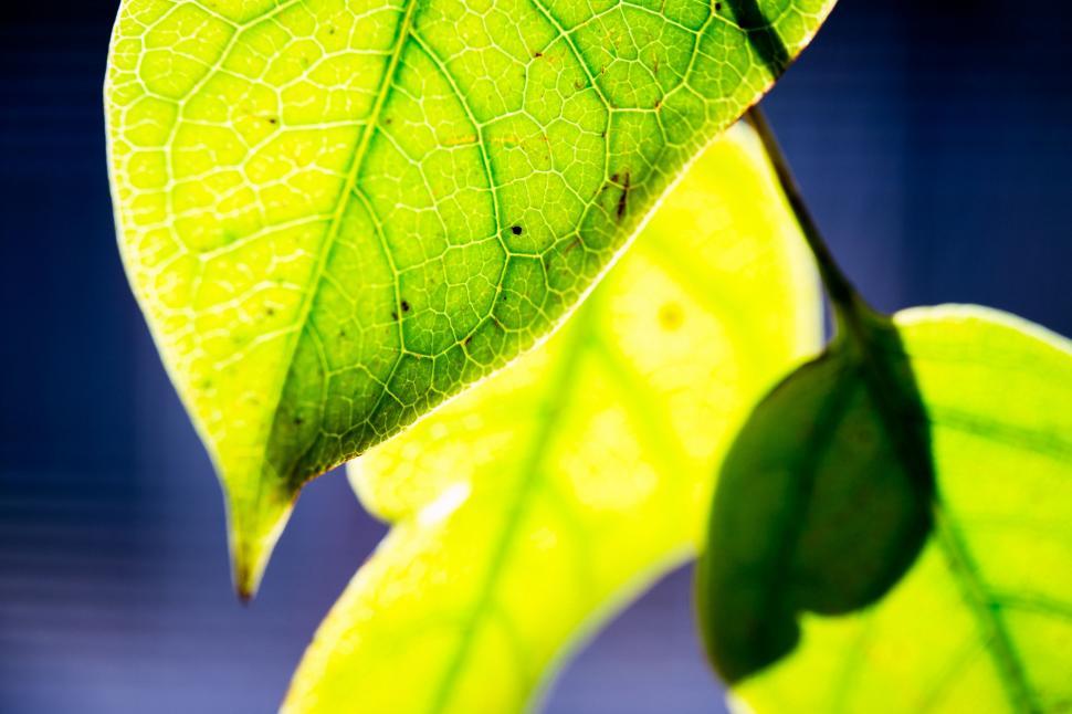 Free Image of Sunlight on Green Leaf  