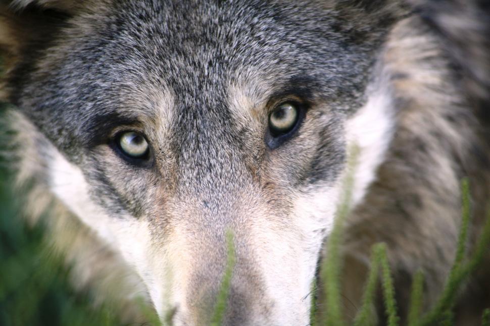 Free Stock Photo of Wolf eyes | Download Free Images and Free Illustrations