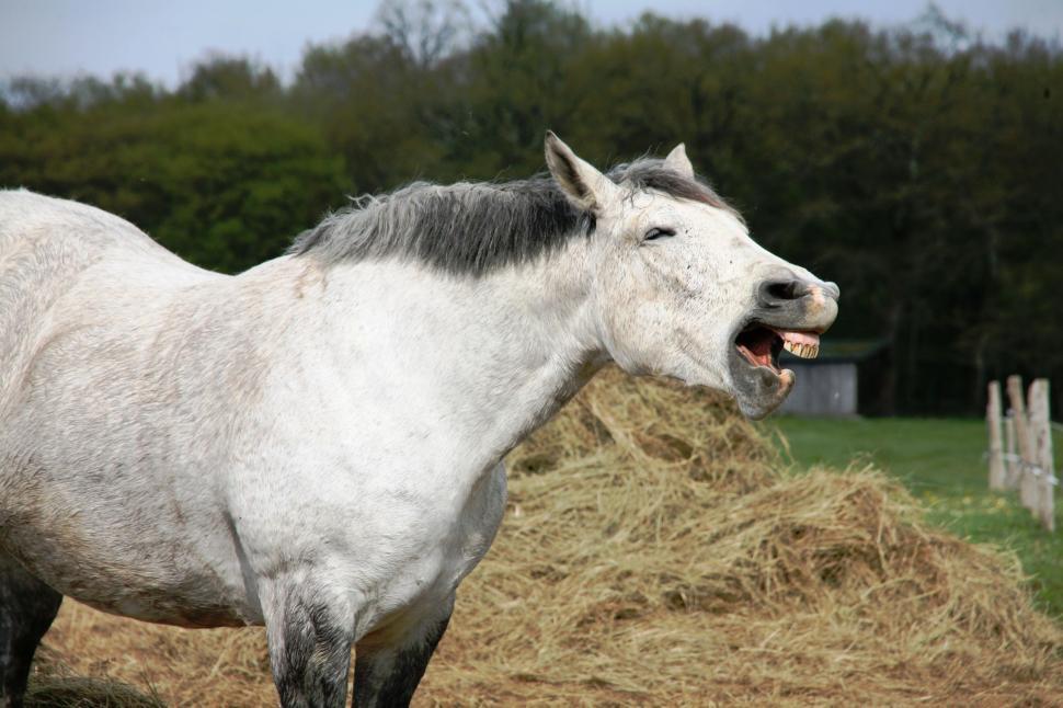 Free Image of White horse on straw hay grass  