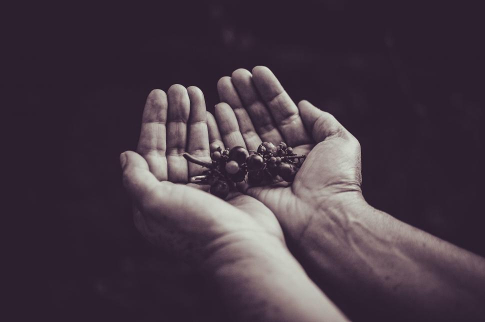 Free Image of Grapes in hands  