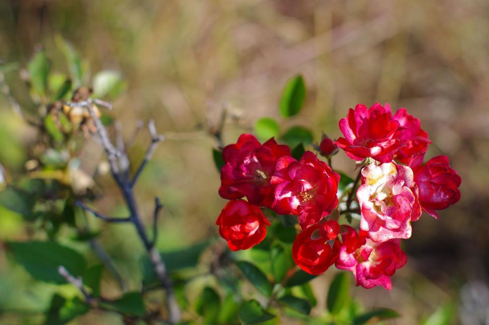 Free Image of Red rose flowers 