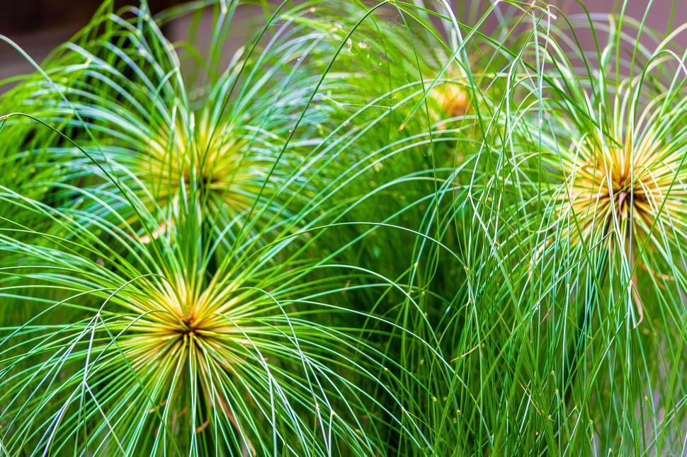 Free Image of Green Grass  