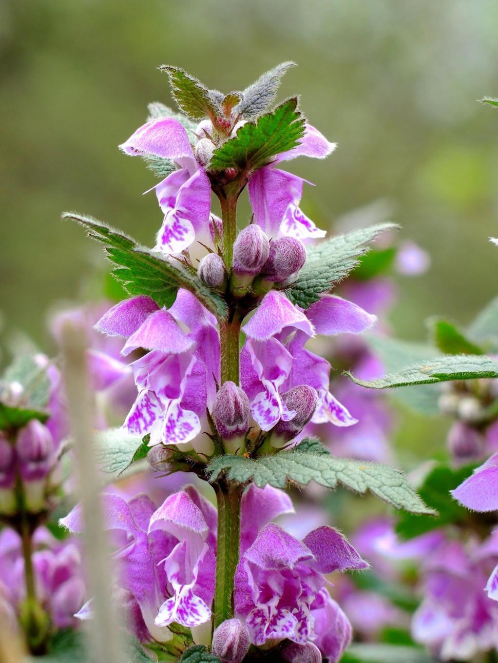 Free Stock Photo of Pink Wild Flowers | Download Free Images and Free