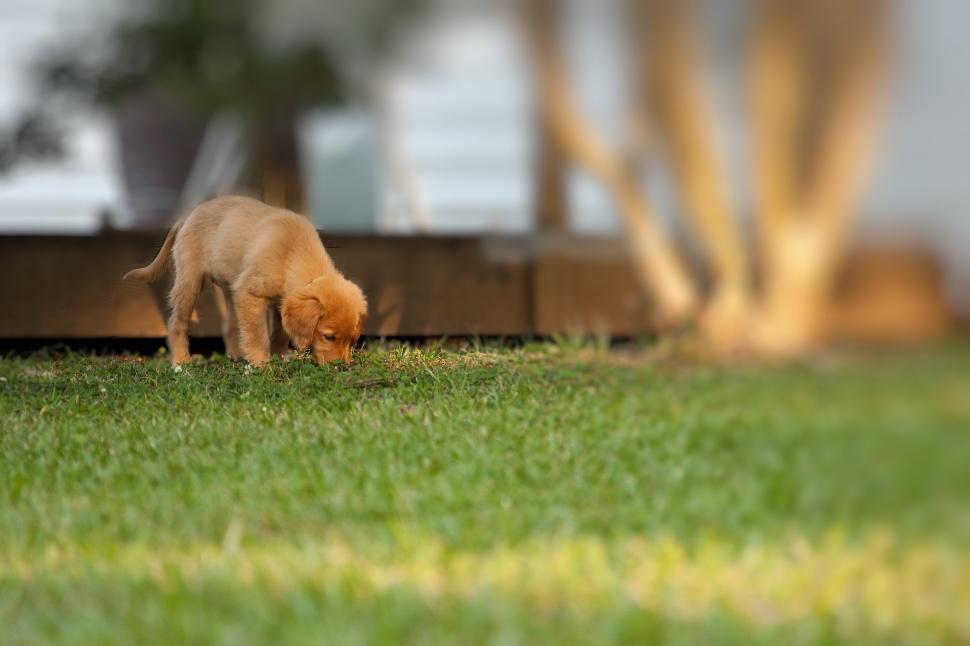 Free Image of Golden Retreiver 