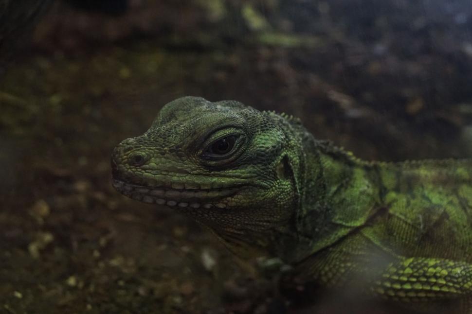 Free Image of Green iguana 