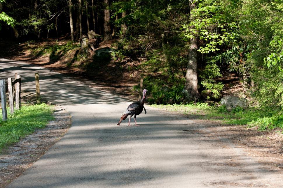 Free Image of Turkey crossing road 