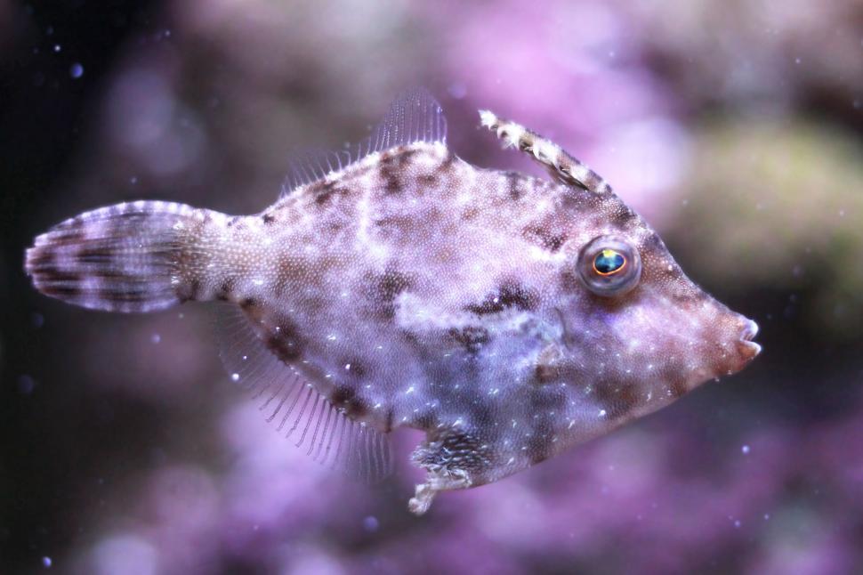 Free Image of Lake Fish  