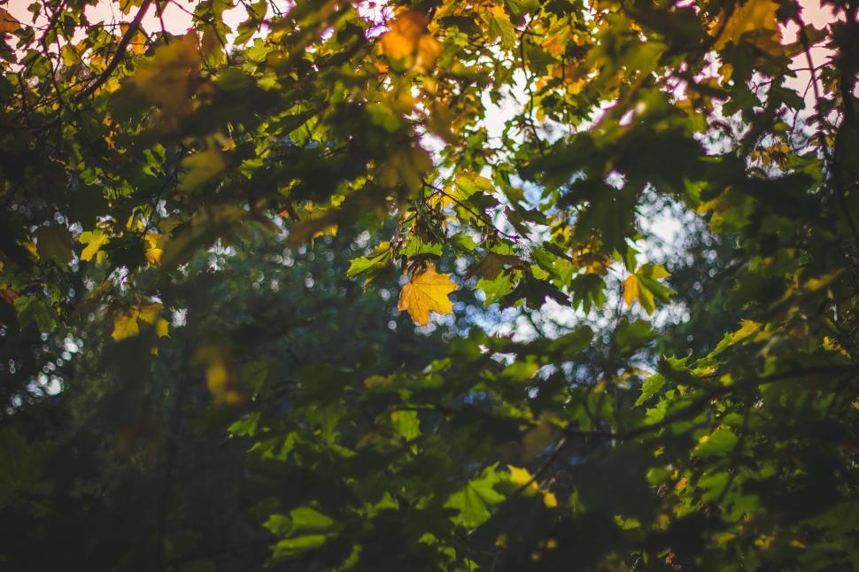 Free Image of Autumn Leaves 