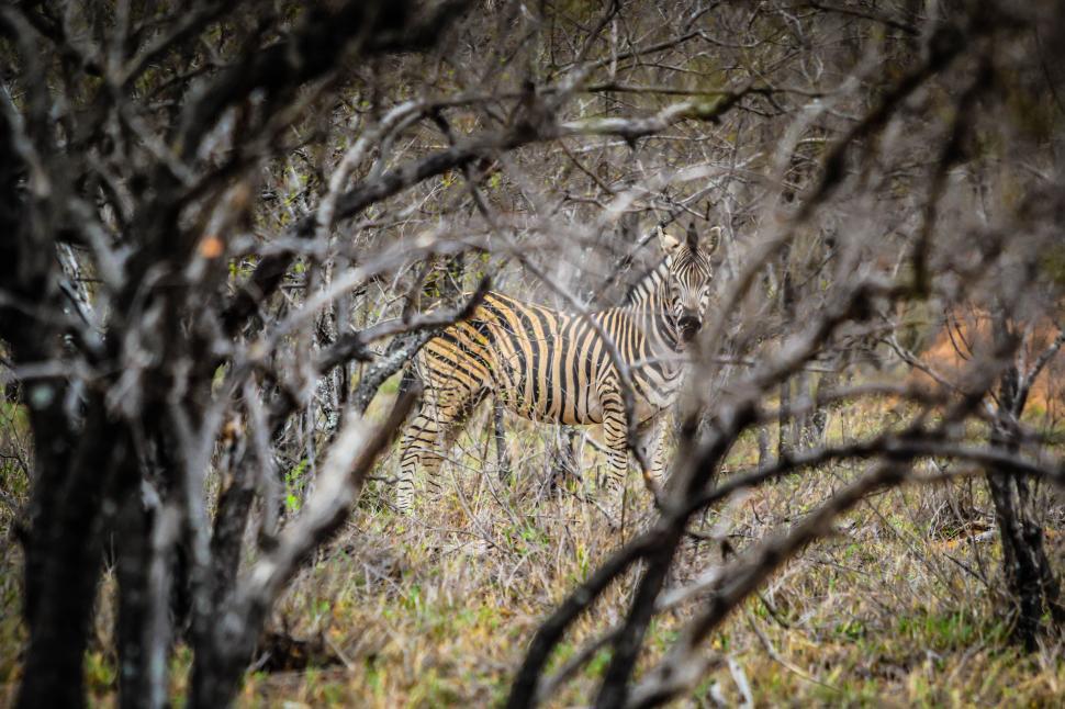 Free Image of One Leopard  