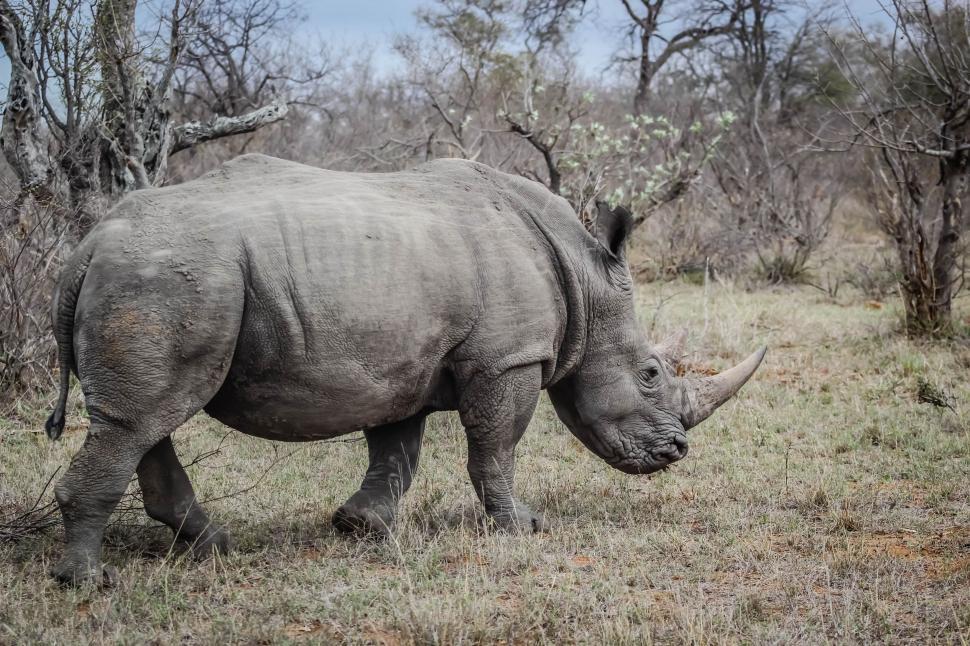 Free Stock Photo of Rhinoceros in the meadow | Download Free Images and ...