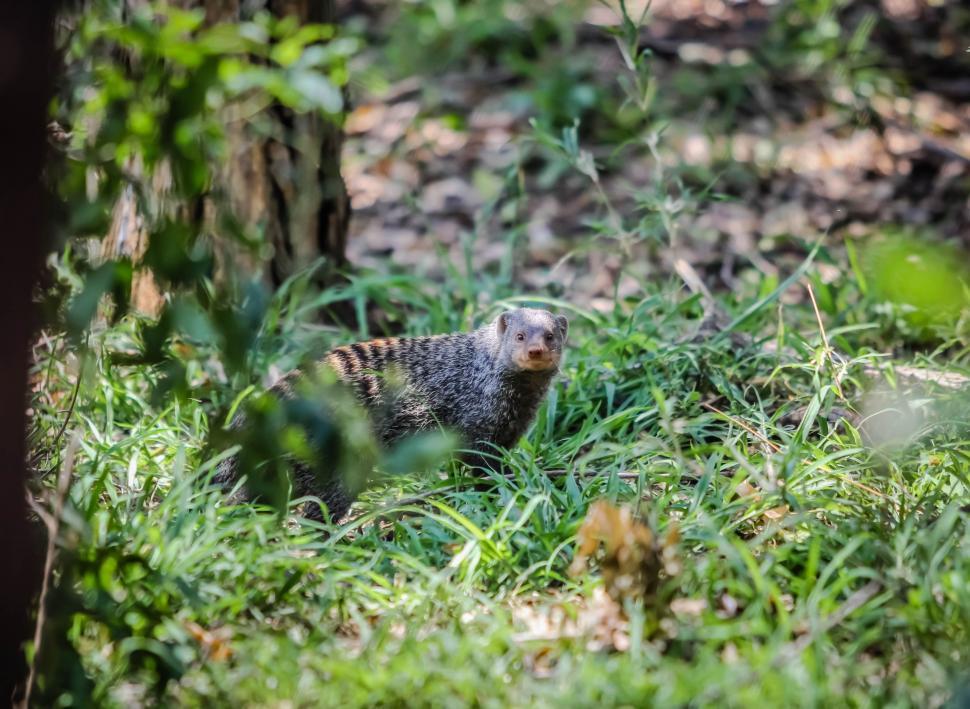 Free Image of Chipmunk in the forest 