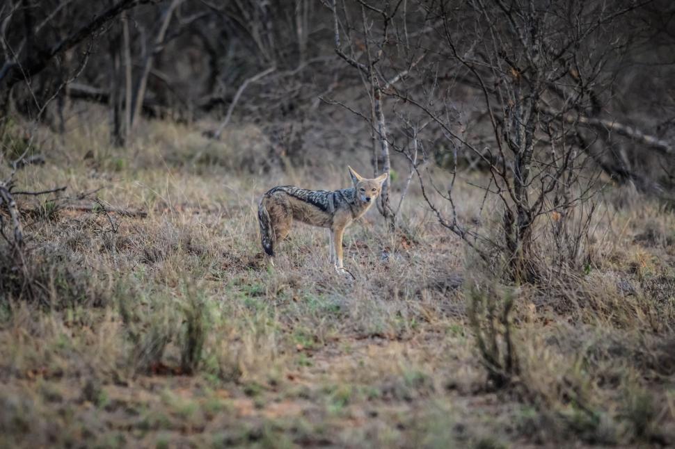 Free Image of Red fox in forest 