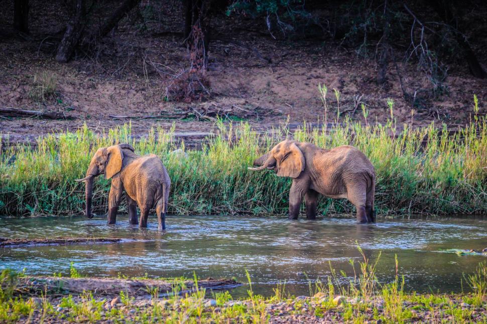 Free Image of Baby Elephants  