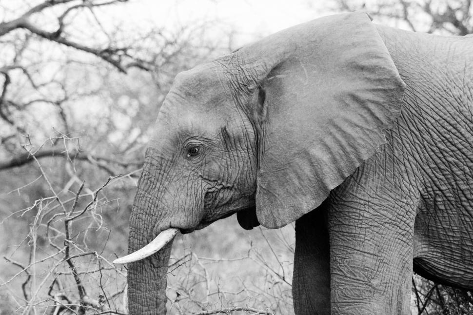Standing Elephant Vector & Photo (Free Trial) | Bigstock