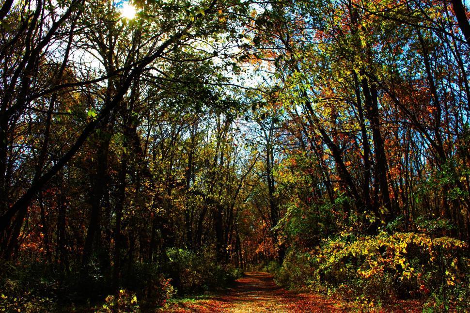 Free Image of Forest Path  