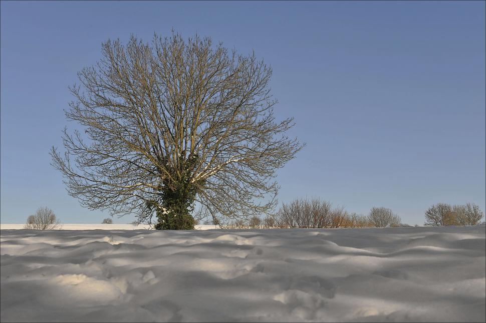 Free Image of Tree in Snow  