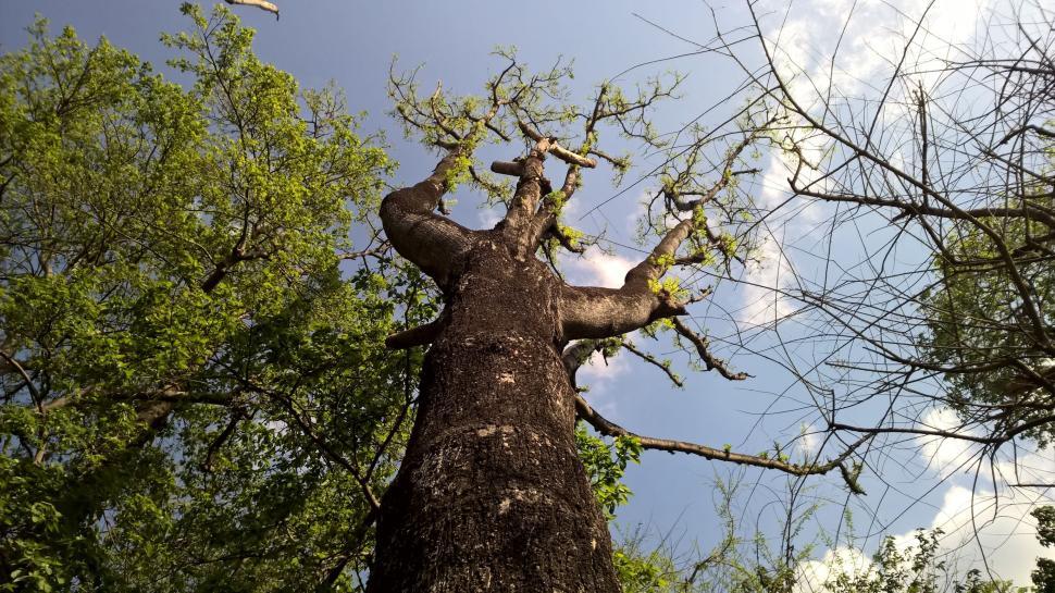 Free Image of Tree Branch and Sky  