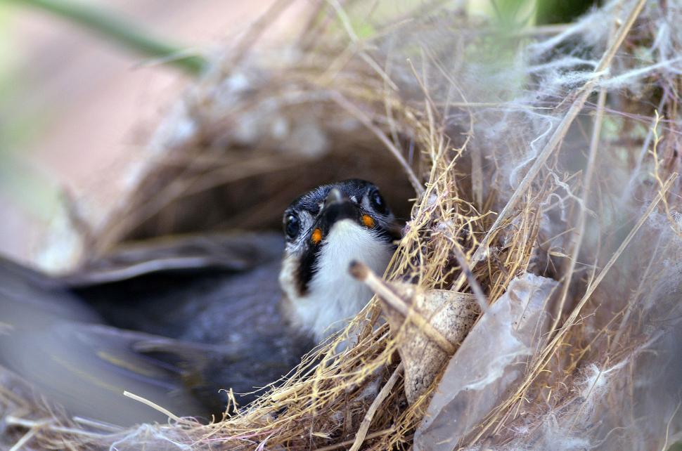 Free Image of Robin Bird  