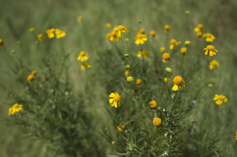 Free Image of Yellow Flowers  