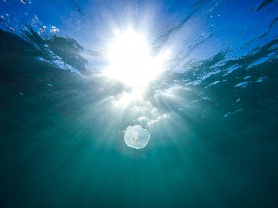 Free Image of Jellyfish and Sunrays  