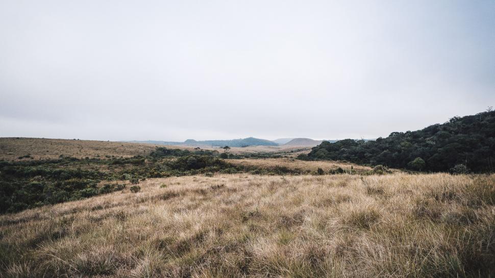 Free Image of Dry Grass  