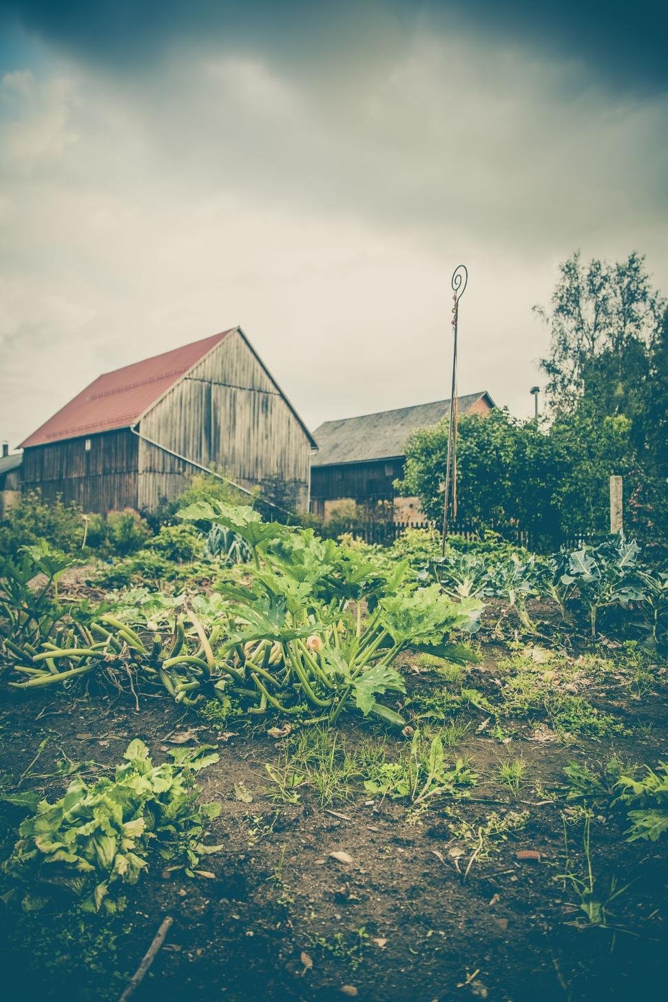 Free Image of Vegetable Gardening  