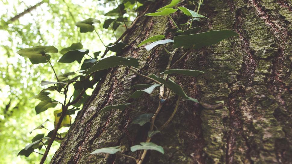 Free Image of Bark leaves 