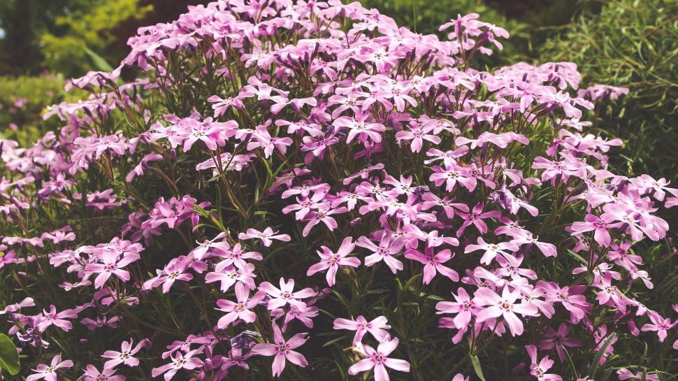 Free Image of Pink petal flowers 