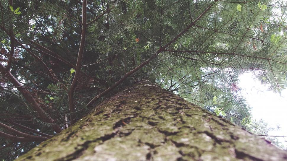 Free Image of Pine Tree from down below  