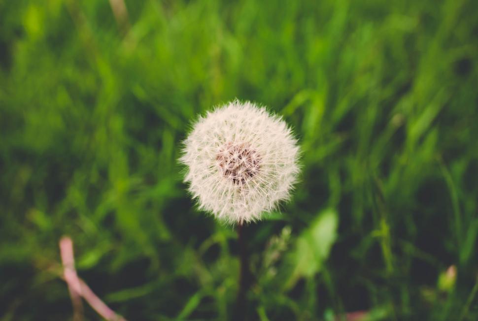Free Image of Dandelion Flower 
