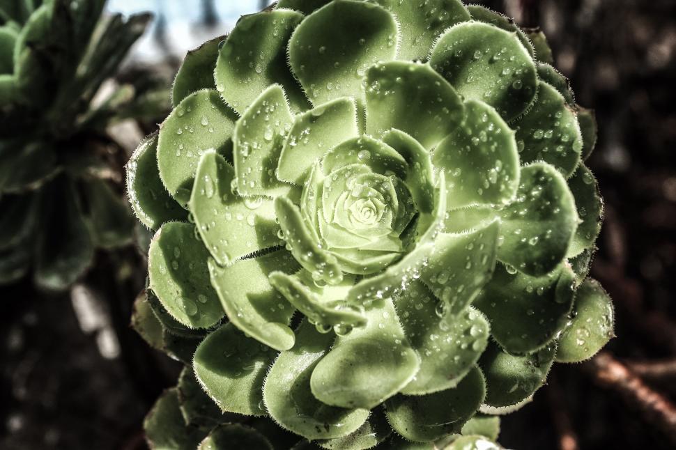 Free Image of Green Succulent Flower 
