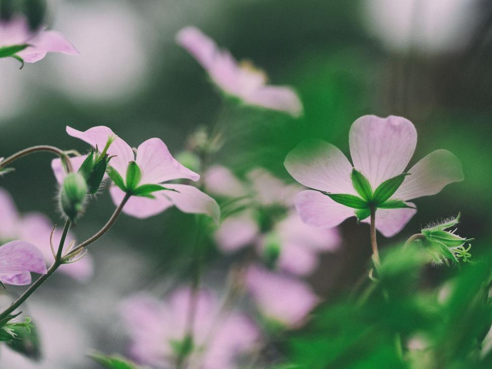 Free Image of Purple pink flowers  