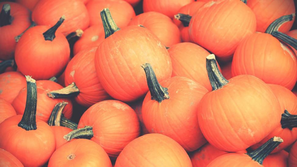 Free Image of Orange pumpkins 